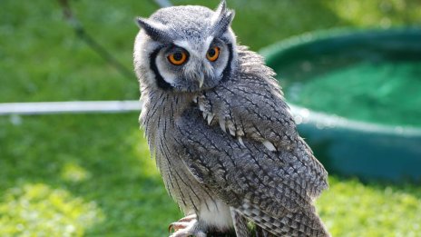 Owl Wallpaper