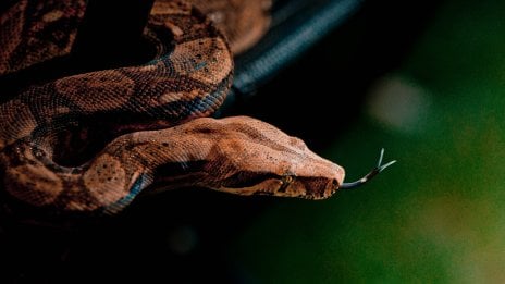 Serpiente Fondo de pantalla