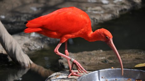 Bird Wallpaper ID:12119