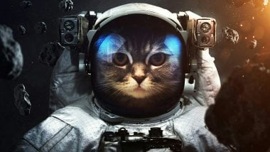 Astronaut cat Wallpaper