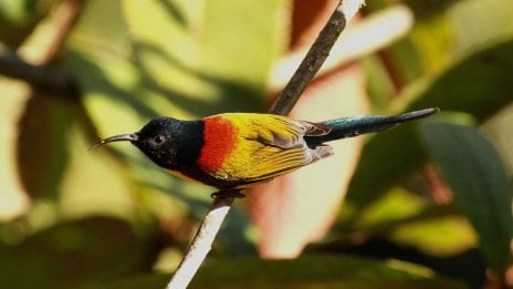 Pajaro Fondo ID:12171