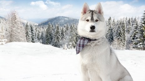 Husky Fondo de pantalla