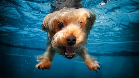 Dog Wallpaper ID:12481