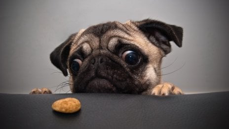 Pug mirando una galleta Fondo de pantalla