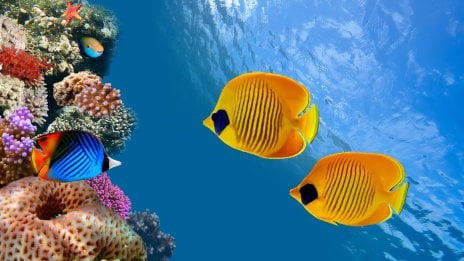 Fish Wallpaper