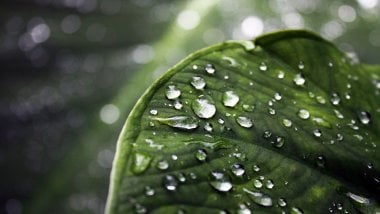 Leaf with water drops Wallpaper