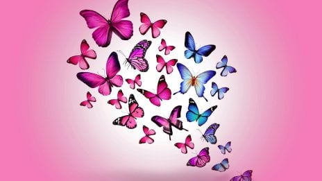 Butterfly Wallpaper ID:12707