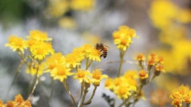 A bee in a garden Wallpaper
