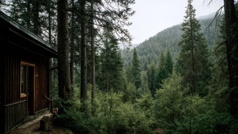Forest Wallpaper ID:13455