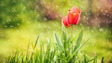 Tulipanes en la lluvia Fondo de pantalla