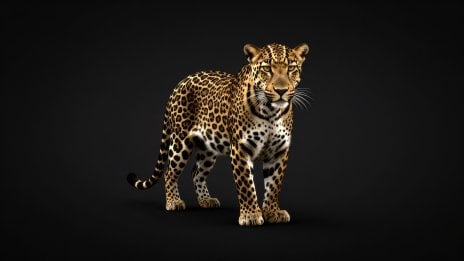 Majestic Minimalist Leopard - Premium Digital Art Wallpaper