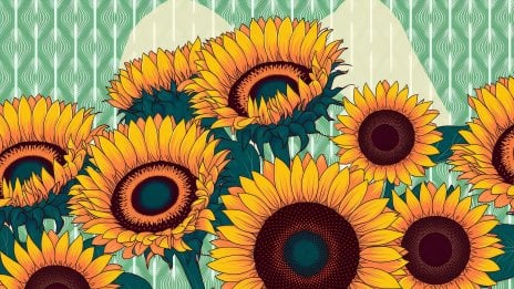 Girasoles al atardecer - Naturaleza Fondo de pantalla