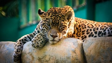 Un jaguar en México Fondo de pantalla