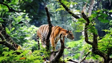 Tigre de bengala en la selva Fondo de pantalla