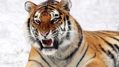 Tiger Fondo ID:1628