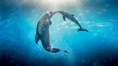Delfines Fondo de pantalla