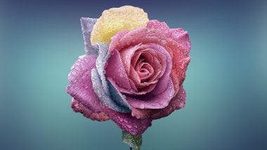 Rosa de colores Fondo de pantalla