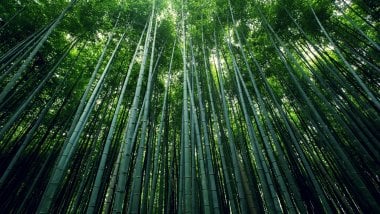 Bamboo forest Wallpaper