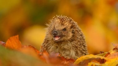 Hedgehog in autumn Wallpaper