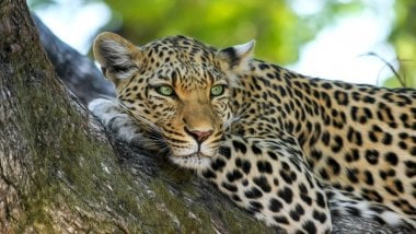 Leopard in a tree Wallpaper