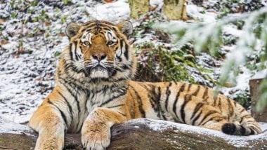 Tiger of Amur Wallpaper