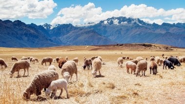 Field with sheep in Peru Wallpaper