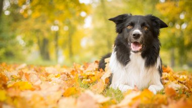 A puppy in autumn leaves Wallpaper