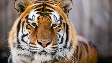 Tigre en la reserva de Ranthambore Fondo de pantalla
