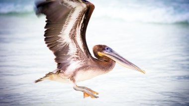 Pelicano de agua Fondo de pantalla