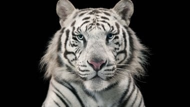 Tigre de Bengala Blanco Fondo de pantalla
