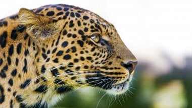 Cabeza de un leopardo Fondo de pantalla