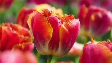 Jardín de tulipanes Fondo de pantalla