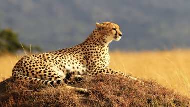 Cheetah in Africa Wallpaper