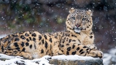 Leopard in the snow Wallpaper