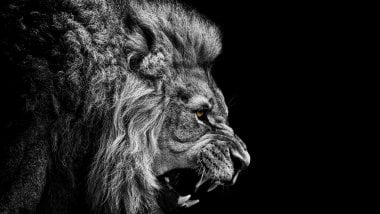 Lion in black and white Wallpaper