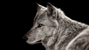 Wolf on black background Wallpaper