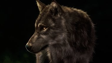 Wolf painting on black background Wallpaper