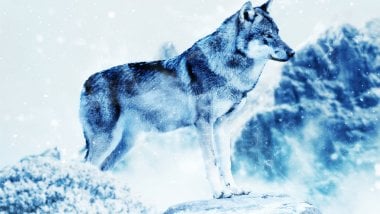 Lobo en invierno Fondo de pantalla