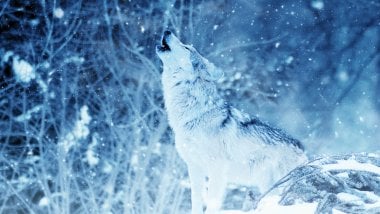 Lobo aullando en invierno Fondo de pantalla
