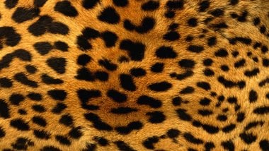 Leopard skin texture Wallpaper
