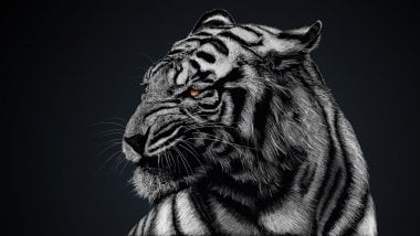 White Tiger Wallpaper