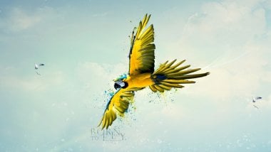 Born to fly Wallpaper