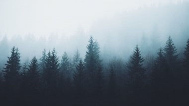 Bosque de pinos en la niebla Fondo de pantalla
