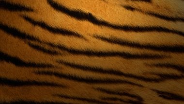 Tiger skin texture Wallpaper