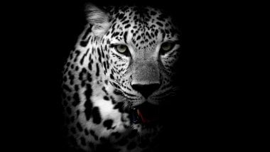 Leopardo en Blanco y Negro Fondo de pantalla