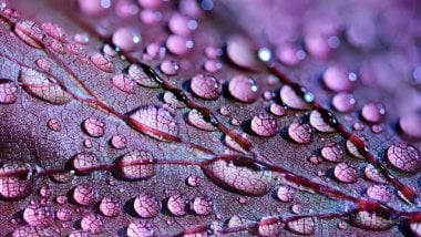 Water drops on a purple leaf Wallpaper