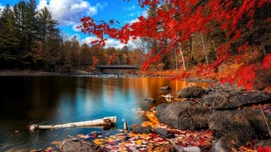 The forest in autumn Wallpaper
