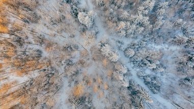 Vista aérea de árboles con nieve del bosque frío Fondo de pantalla