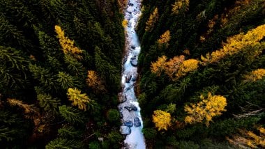 Aerial view of trees in a forest Wallpaper