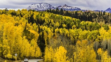 Pinos en bosque durante otoño en Colorado Fondo de pantalla